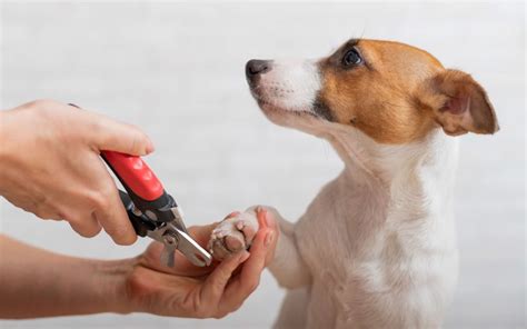Dog nail trims near me. Things To Know About Dog nail trims near me. 